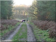 TL7998 : Dog walkers on forest road 166 by David Pashley