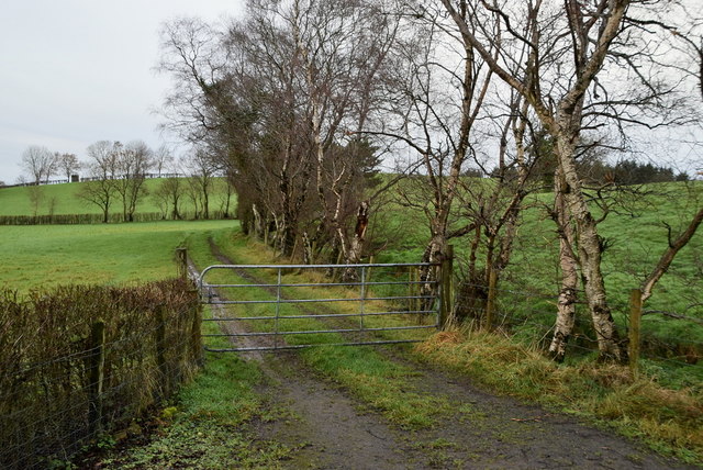 Lane along a field, Donaghanie
