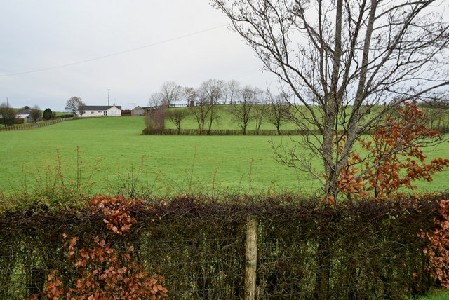 Hedge, Donaghanie