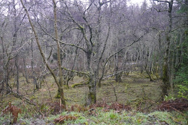 Kindrogan Wood