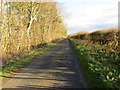 Hedge and tree-lined minor road heading towards Rutherford Mains