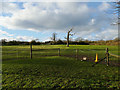 Field with dead tree off Scotland Lane