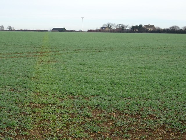 Footpath crossing a field of winter cereals