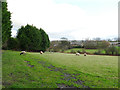 Sheep in a field off Dean Lane