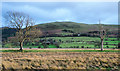 Rushes on land beside Dubwath Beck