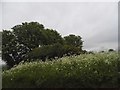 Clump of trees at Pirton Cross