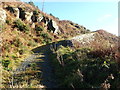 Retaining wall on forest path