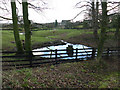 Pond, Home Farm, East Carlton