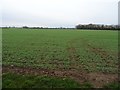 Arable field near Murcott