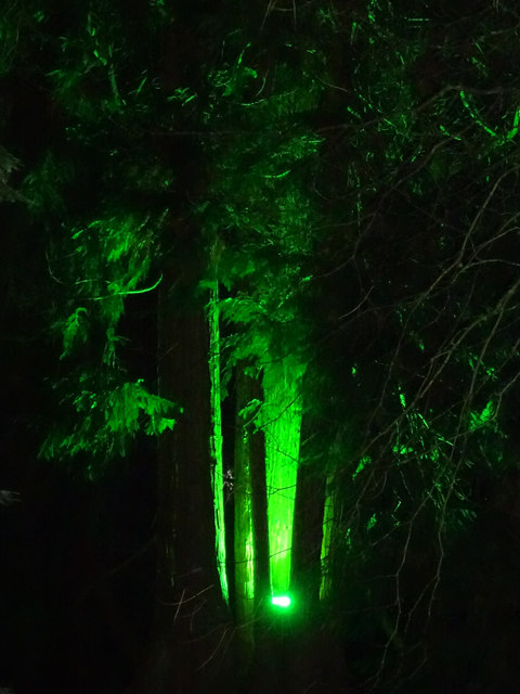 Illuminated tree, Enchanted Christmas 2018, Westonbirt Arboretum
