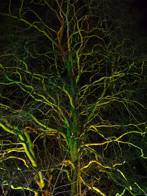 Illuminated branches, Enchanted Christmas 2018, Westonbirt Arboretum