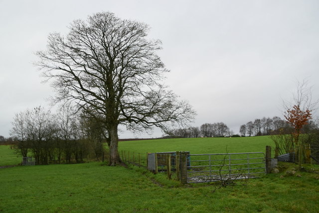 Tree and gate, Bancran