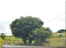 V6261 : Roadside trees, Ring of Kerry by N Chadwick