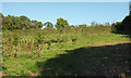 Tree nursery, Stoke Gabriel