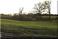 Arable field east of Low Buston Hall