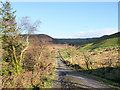 Forest road in valley of Aiken Beck