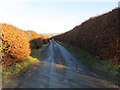 Hedge enclosed minor road heading towards Hallrulemill Bridge