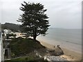 Tree above the beach