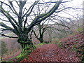 Llwybr ger Byrgwm / Footpath near Byrgwm