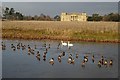 SO8844 : Ducks and swans on a frozen Croome River by Philip Halling