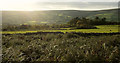 Fields near Torcroft