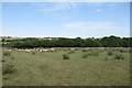 Grazing sheep, Marston