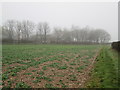 Field  edge  bridleway