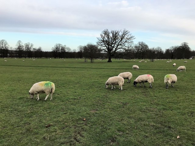 Yellow, Green and Red - Tupped sheep in Burghley Park