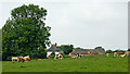 Canalside pasture near Barrow upon Trent