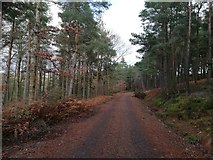 NY9549 : Forestry track in Boltsburn Plantation by Clive Nicholson