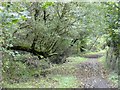 A muddy stretch of NCN3 in woodland at Nansladron