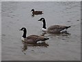 SO8540 : Canada geese by Philip Halling