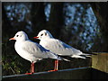 TG4615 : Pair of Black Headed gulls by Adrian S Pye