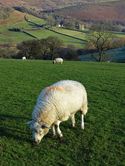 Grazing sheep with North Lees Hall beyond