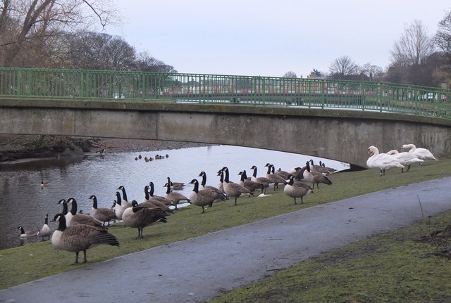 Geese by the Esk at Musselburgh Jim Barton cc by sa 2.0 Geograph Britain and Ireland