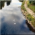 Swans in the Irwell