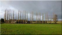 SO5523 : Row of poplars at Hendre farm, 1 by Jonathan Billinger