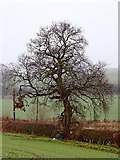 SO8697 : Oak tree in fields west of Castlecroft, Wolverhampton by Roger  D Kidd