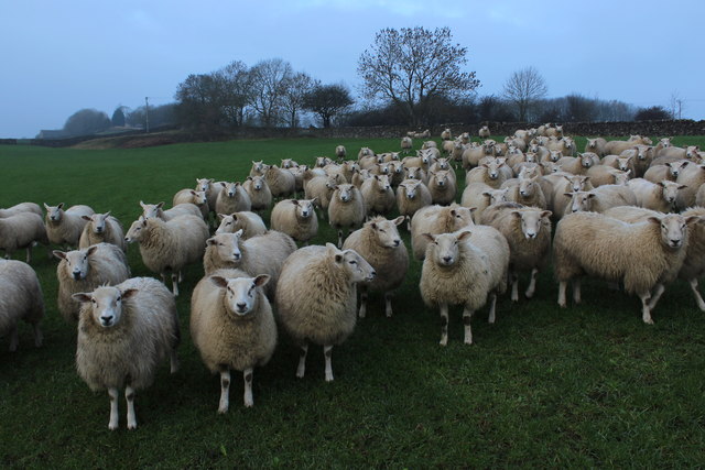 Sheep in a Pasture above Holywell Beck