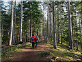 Walking the esker ridge of Evanton Community Wood