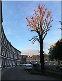 TF4609 : Pollarded tree in The Crescent, Wisbech by Richard Humphrey