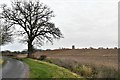 Redenhall, Church Lane: Cropped agricultural land