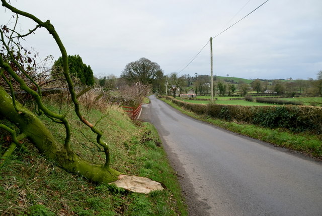 Fallen tree branch along Glenhoy Road, Cleanally