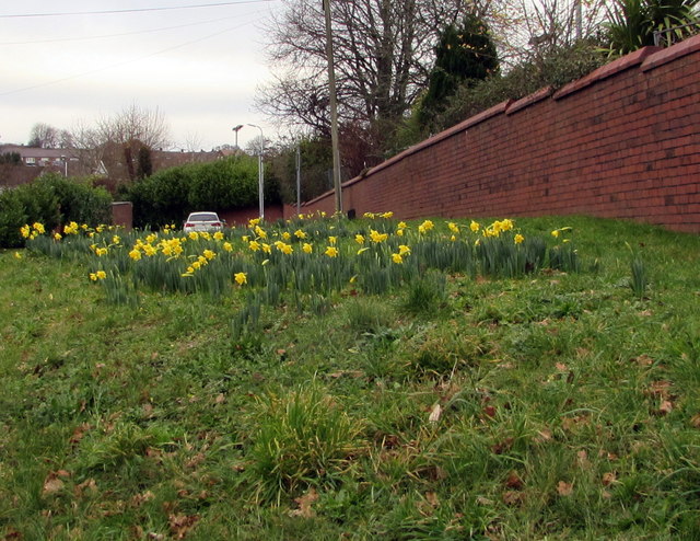 New Year's Eve daffodils on a Caerleon corner