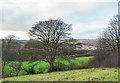 Tree on slope above the Derwent valley