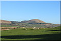 Farmland with Sheep