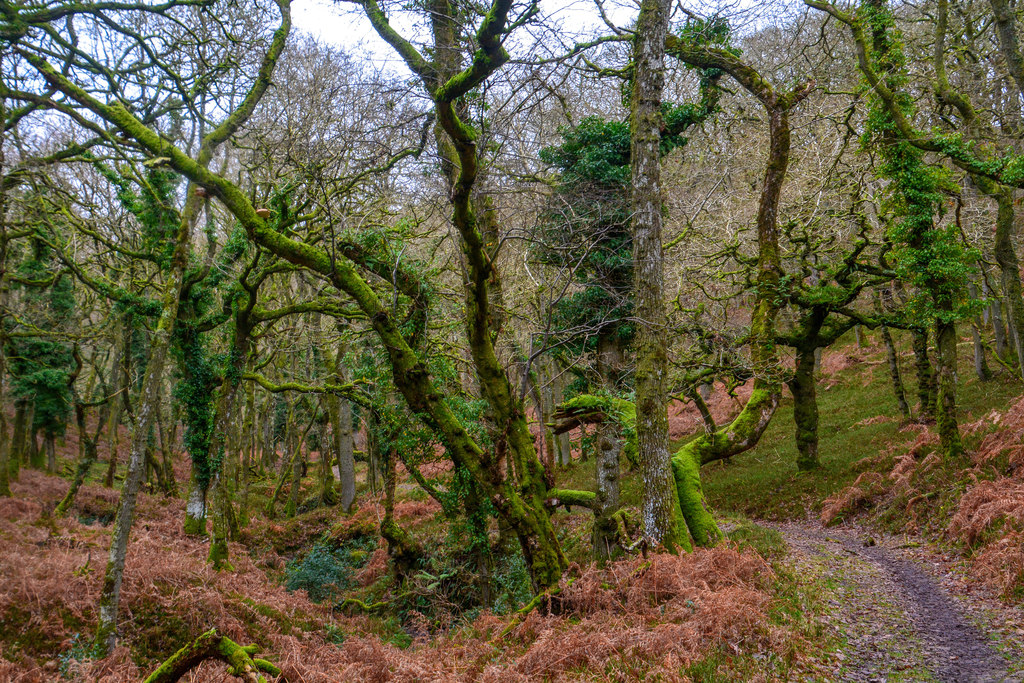 West Somerset : Quantock Hills Woodland © Lewis Clarke cc-by-sa/2.0 ...