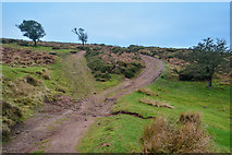ST1340 : West Somerset : Quantock Hills - The Great Road by Lewis Clarke