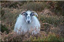 ST1340 : West Somerset : Quantock Hills Sheep by Lewis Clarke