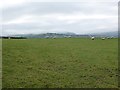 Pasture by Neuadd Hendidley Farm, Beehive Lane